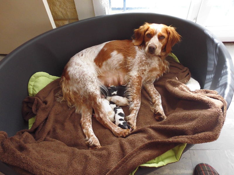 chiot Epagneul Breton Du Hameau De L'abby